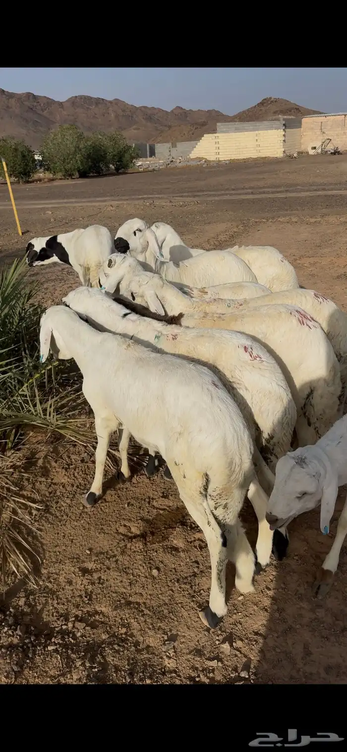 للبيع طليان ذبايح بريه مع خدمة الذبح والتوصيل التكيس وتغليف 12
