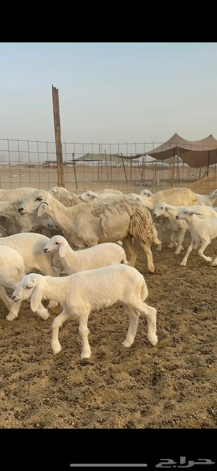 غنم حرية متابيع من مراحي 34 تحتها 33 11