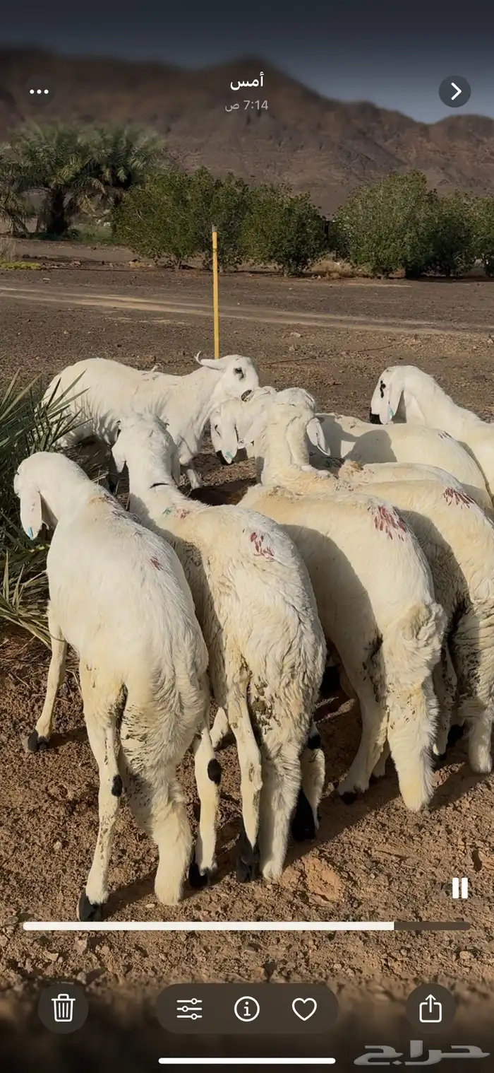 للبيع طليان ذبايح بريه مع خدمة الذبح والتوصيل التكيس وتغليف 15