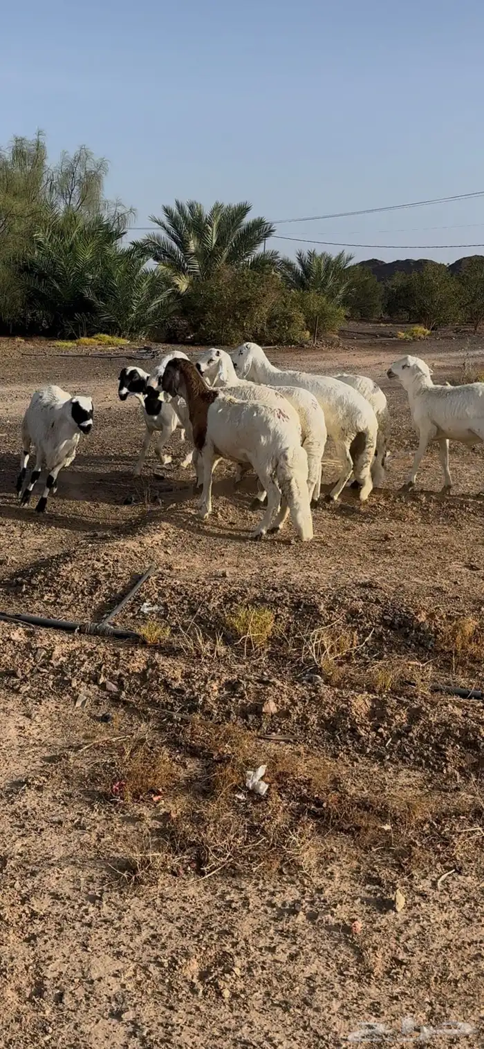 للبيع طليان ذبايح بريه مع خدمة الذبح والتوصيل التكيس وتغليف 16