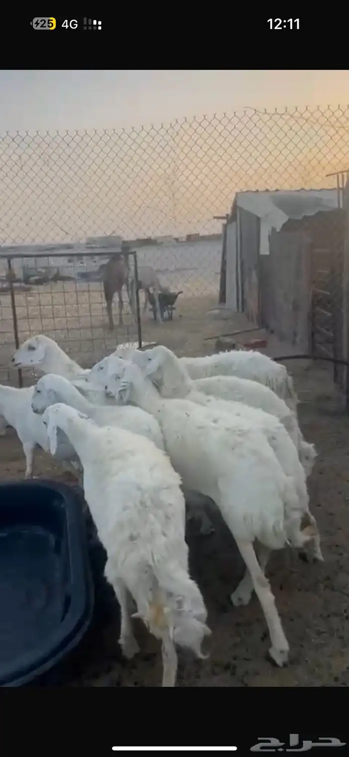 حريات رغايث ودفيع 3