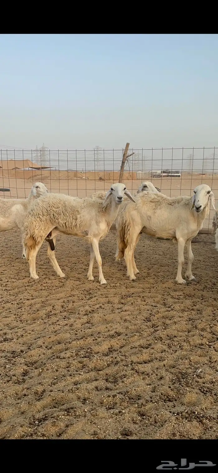 غنم حرية متابيع من مراحي 34 تحتها 33 6
