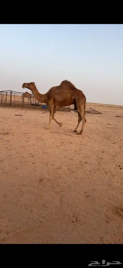 للبيع الناقه الخفوت 0