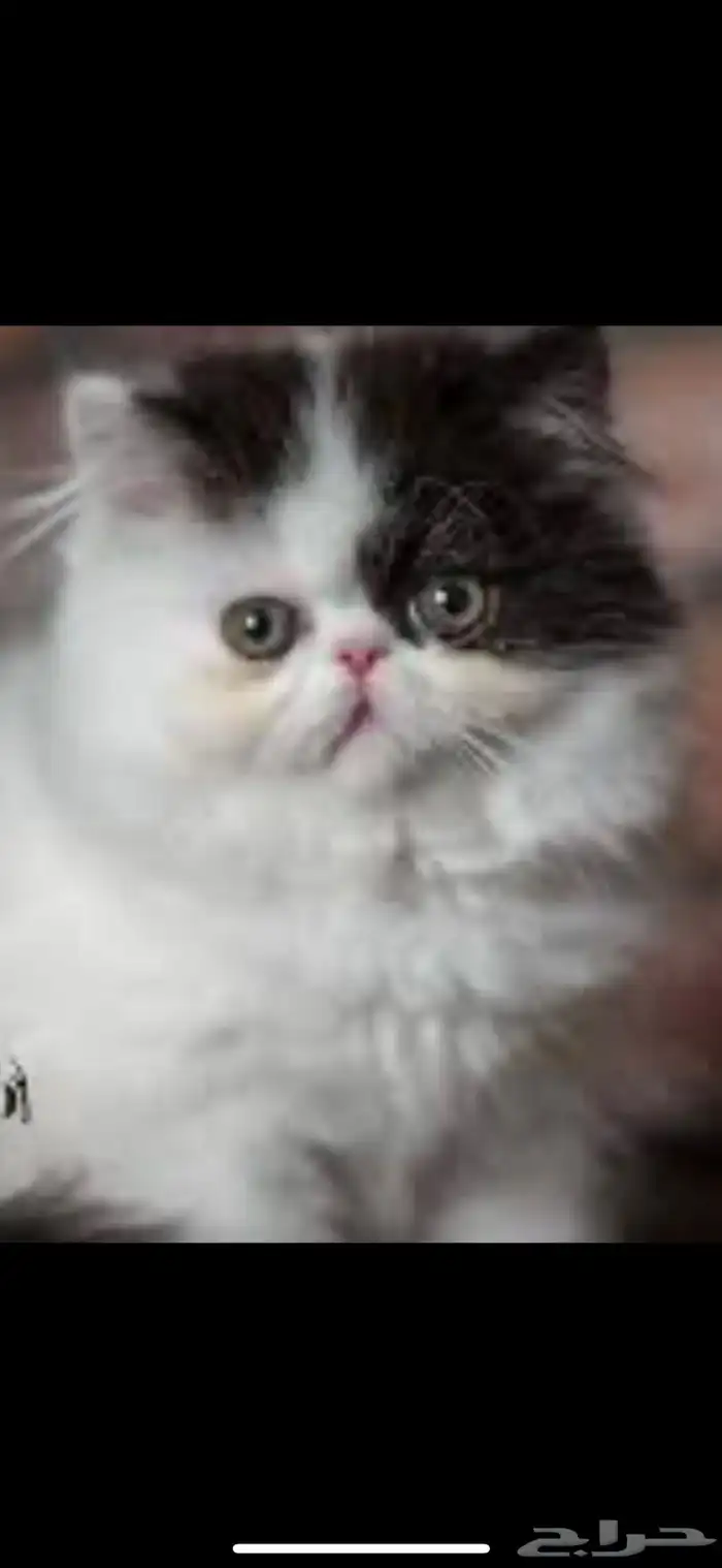 قطط بيكي فيس للبيع 0