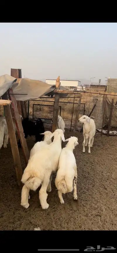 طليان ضحايا 2