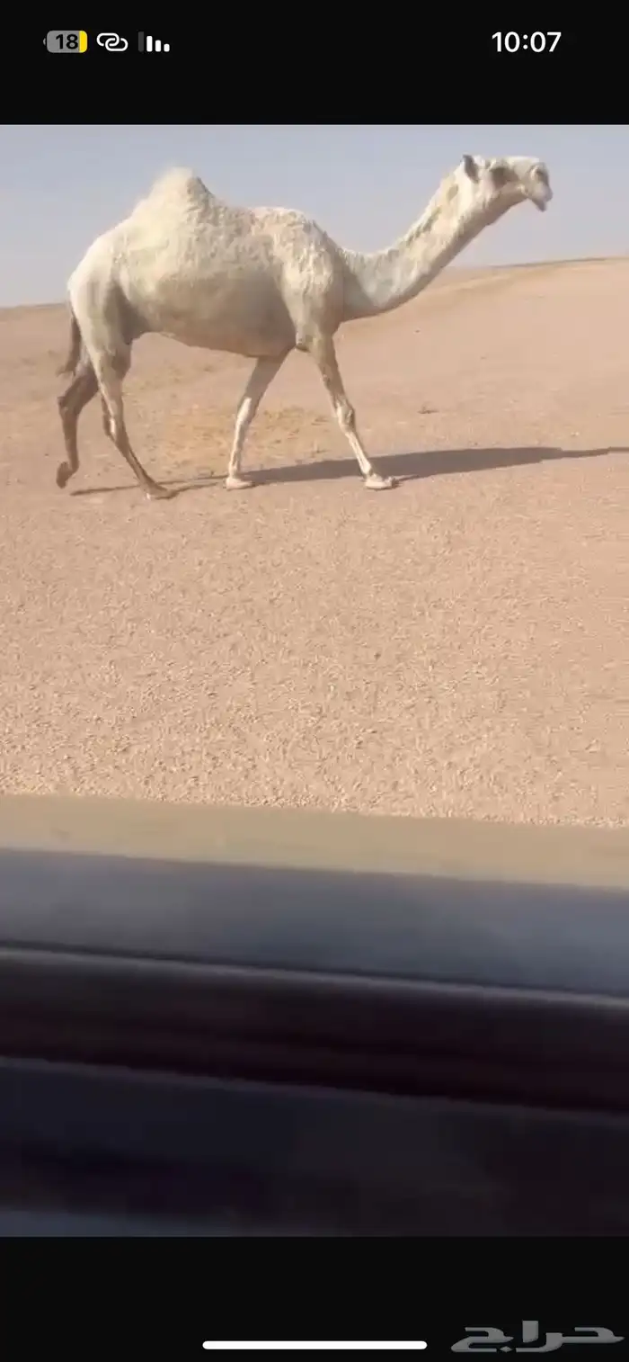 للبيع لقحه باتليه كفوو 0