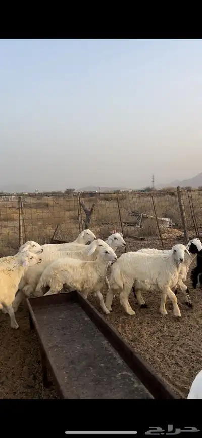 طليان ضحايا 0