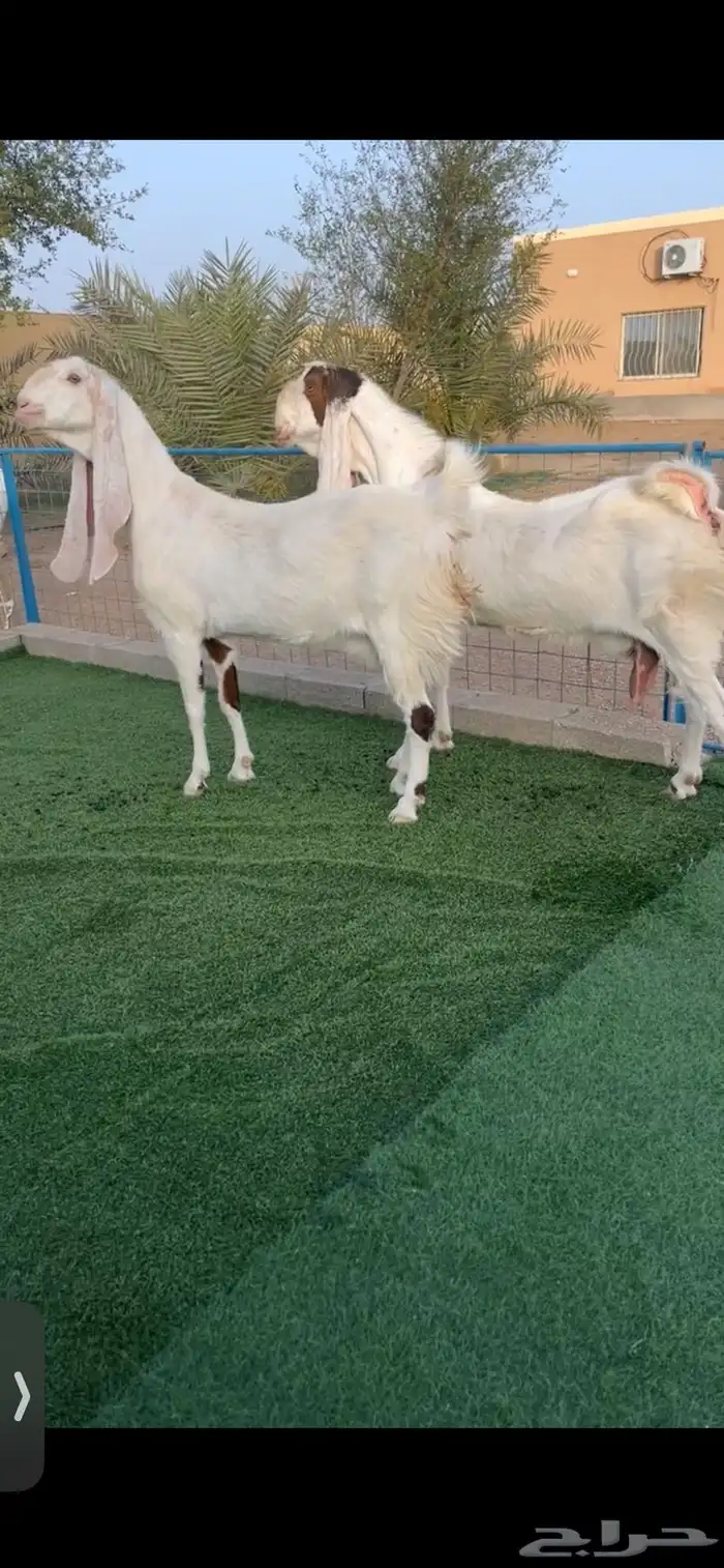 معزاء مشاريك نوادر صنف خصم تم البيع 2