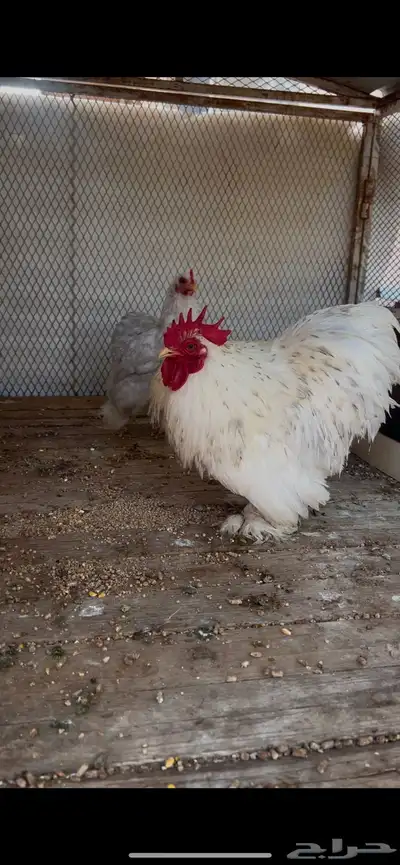للبيع كوشن فاخر 0