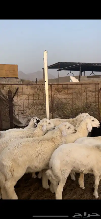 طليان ضحايا 1