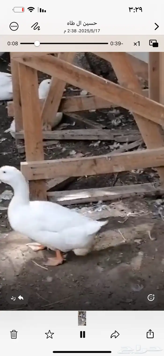 للبيع بط بكيني العدد 47 حبه على السوم بياض 0