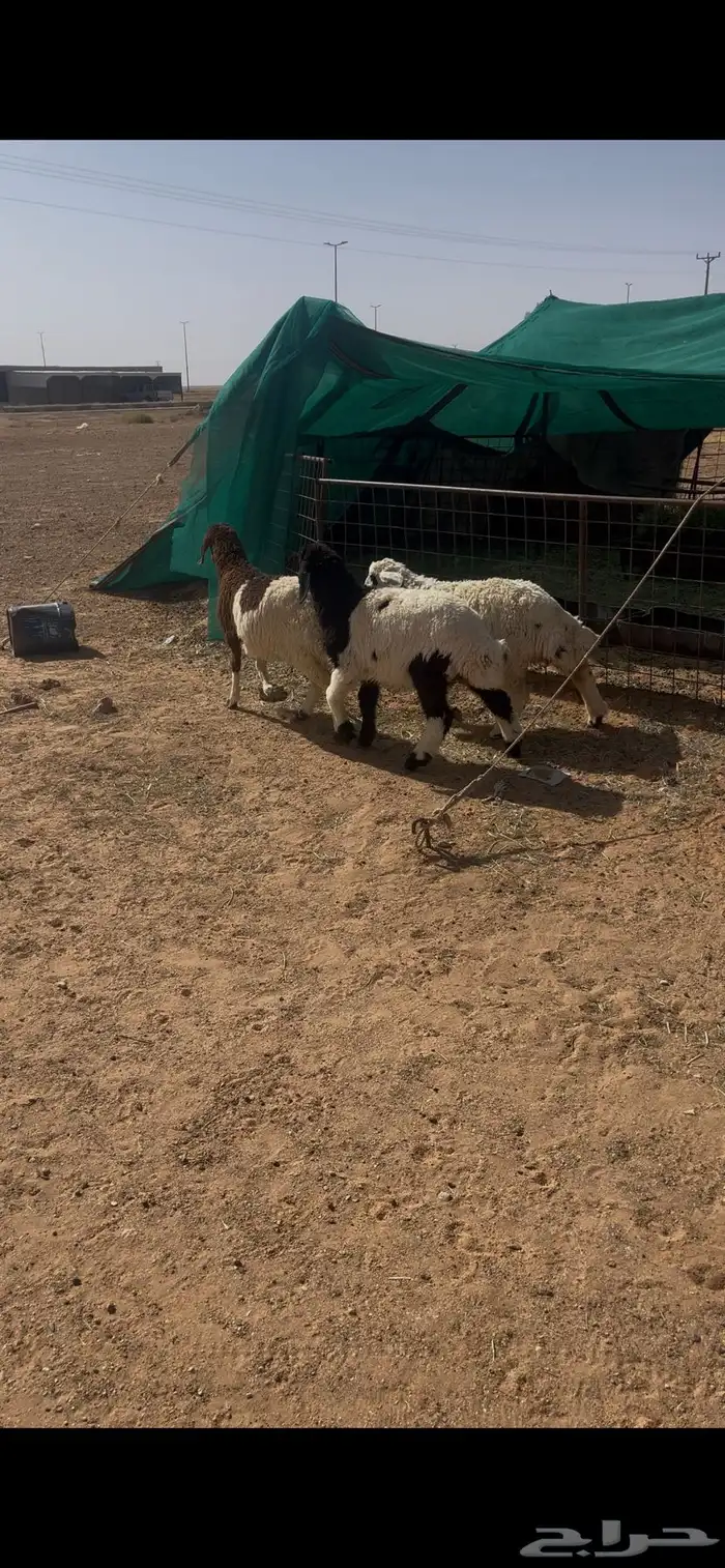 بهم رخال العدد 3 بهم طيب جدا 0
