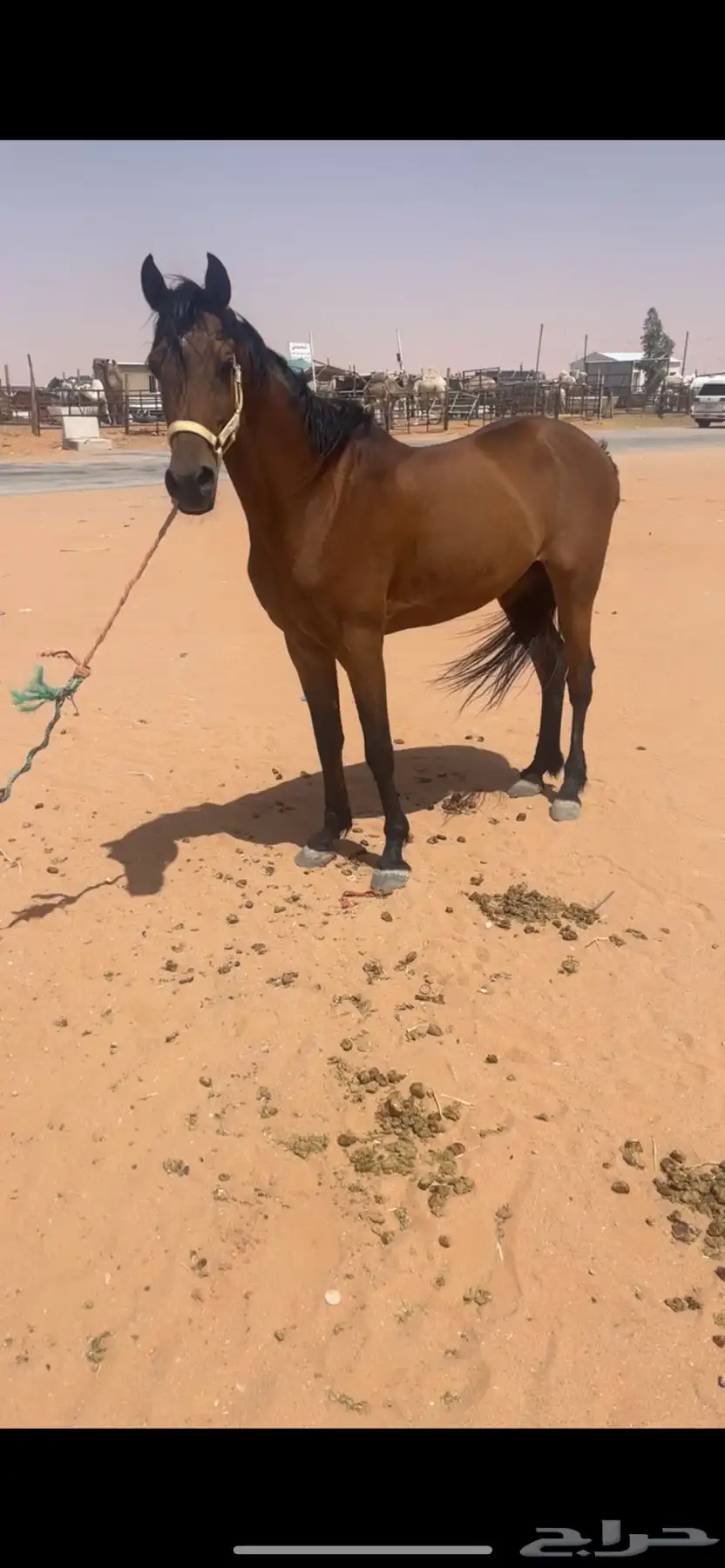 حصان العمر 5 0