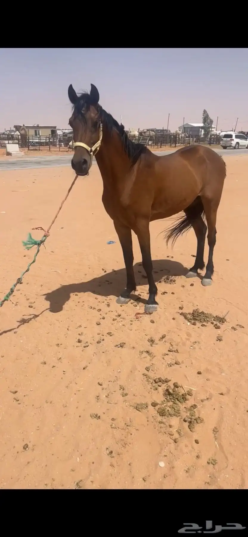 حصان العمر 5 1