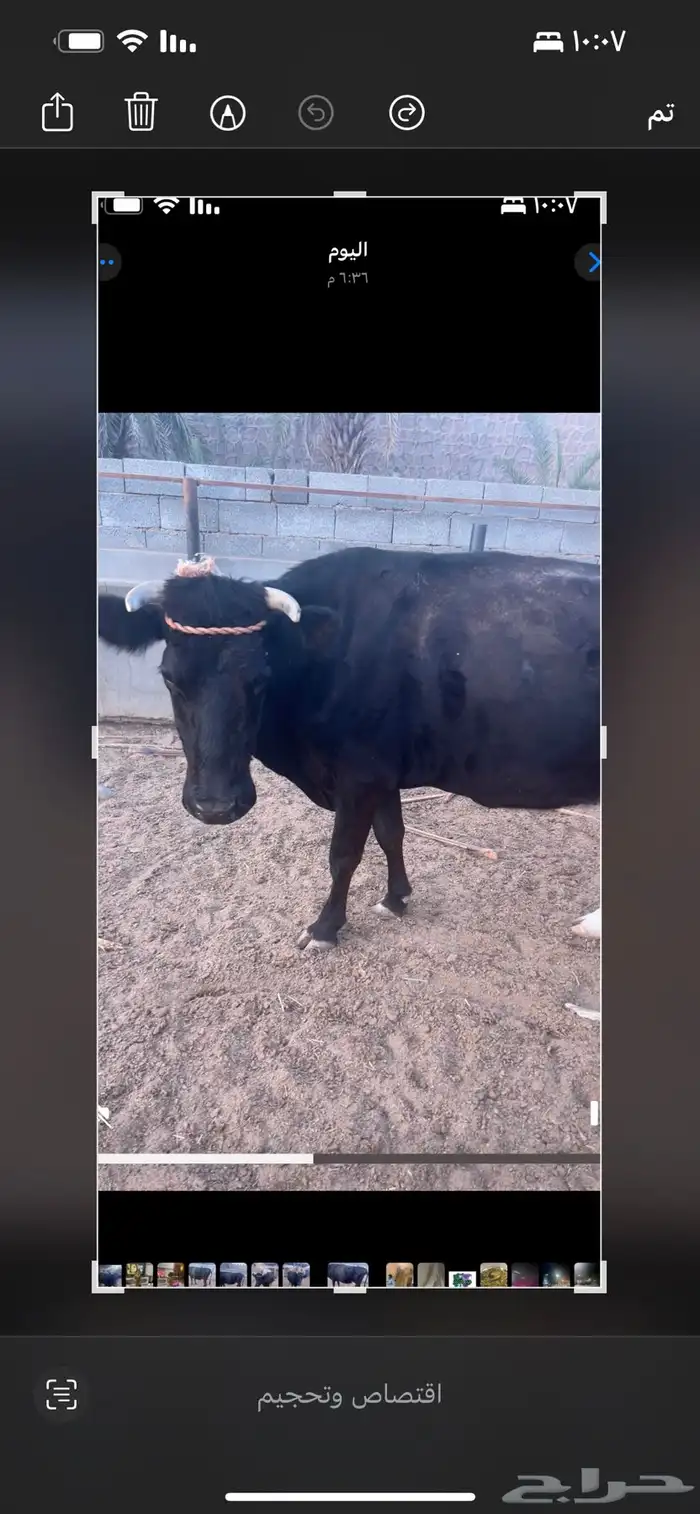 بقره فاخره جامبو فاضيه للبيع 5