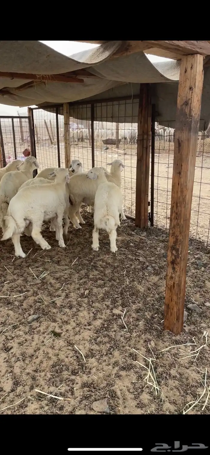 طليان حري ضحايا تم البيع 0