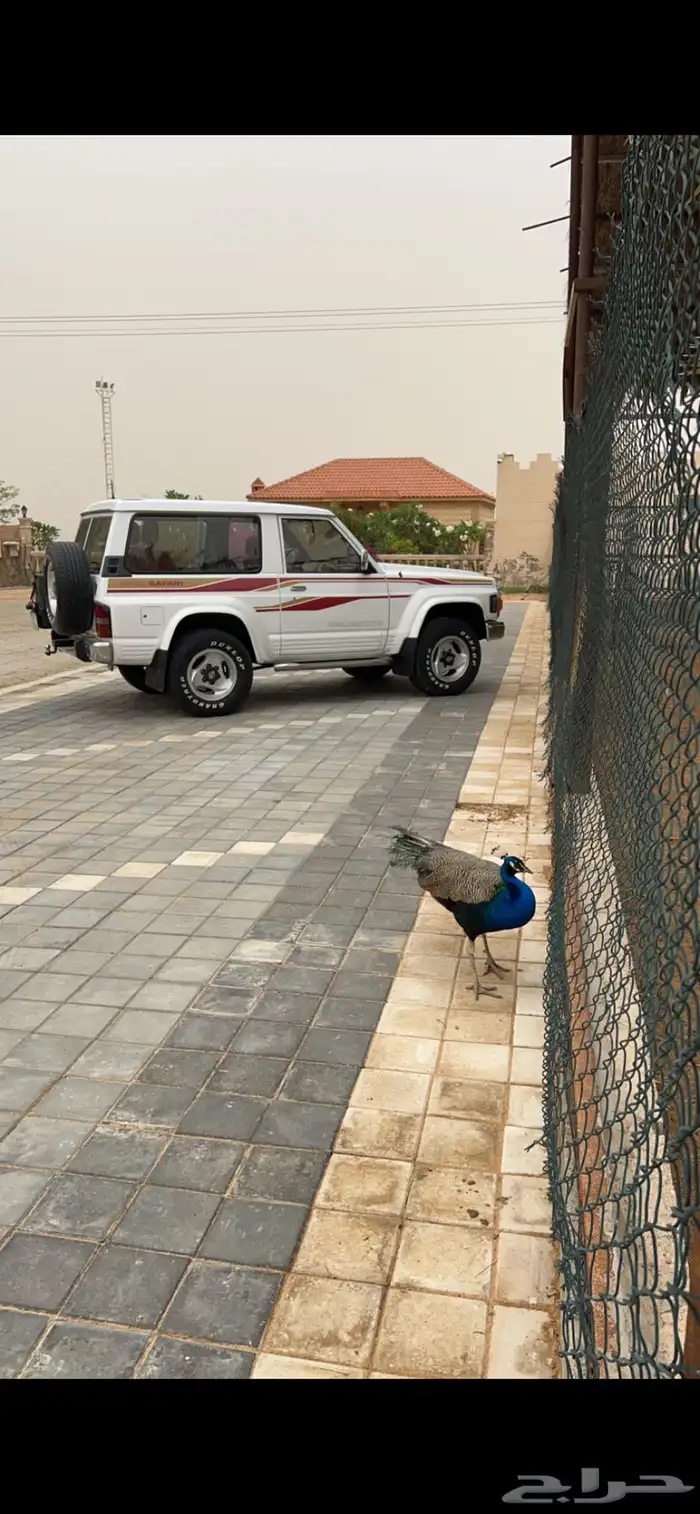 للبيع باترول سوبر سفاري ربع فتحة 16