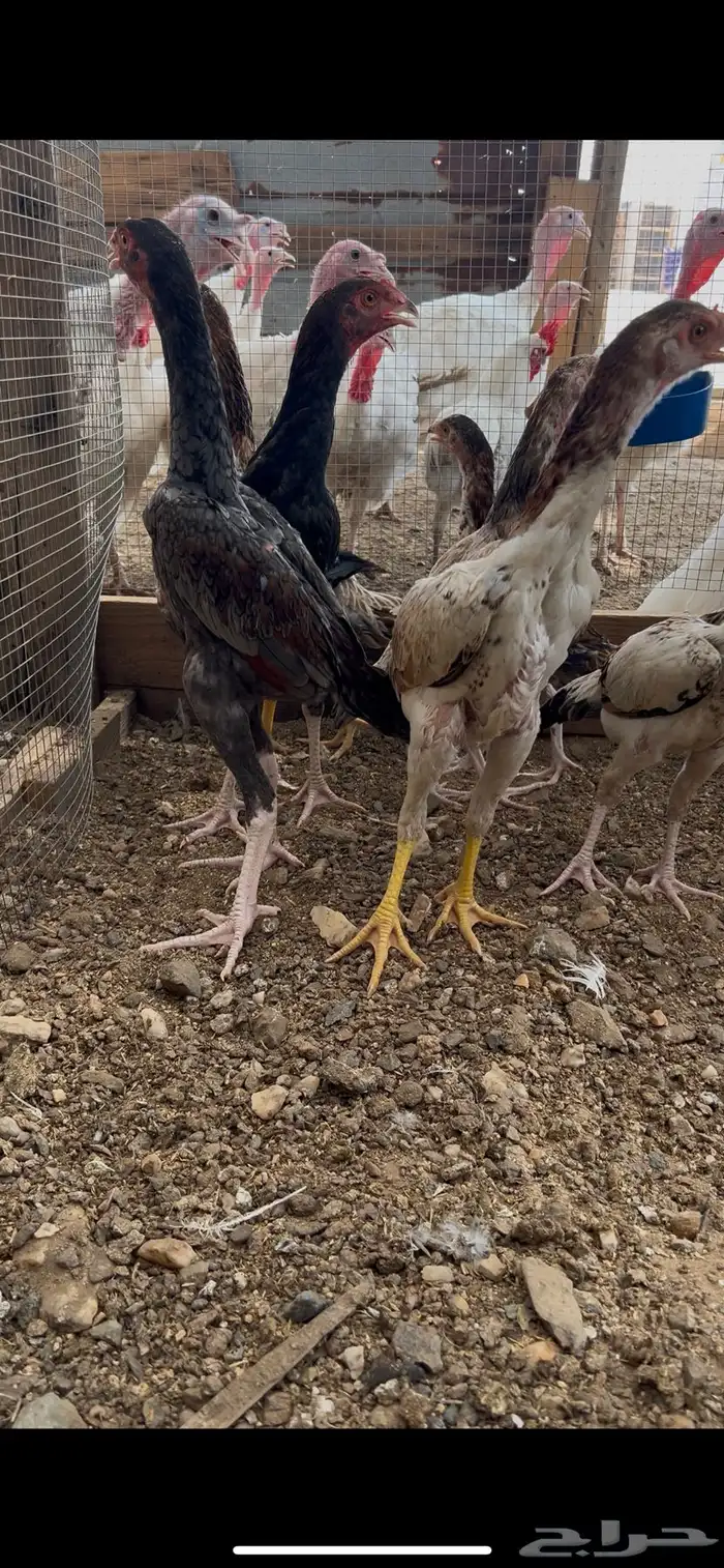 فروخ شامو ياباني 6