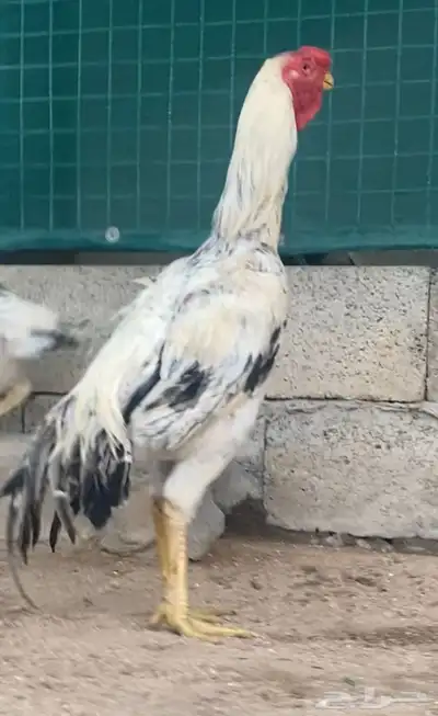 ديك حجازي ( فارسي ) ( تم البيع ) 1