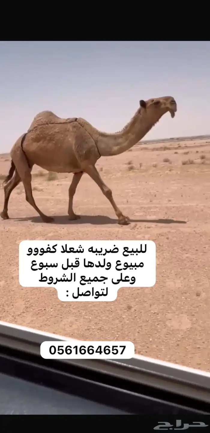 للبيع القحات الوضح والشعلا مزاين 2