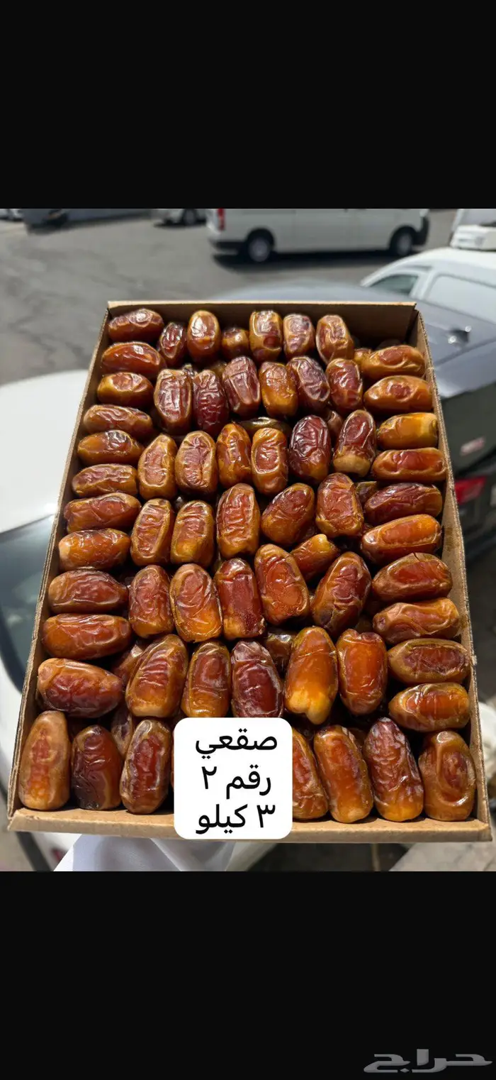 صقعي مطوق رقم 1 1