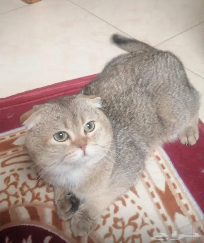 قط للتبني بدون مقابل 0