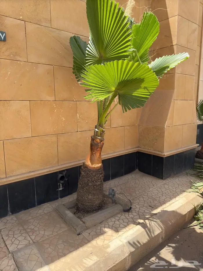 نخل واشنطني. زينه مزهريه 1