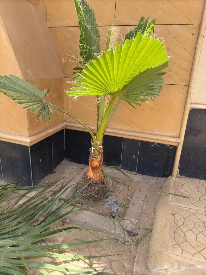 نخل واشنطني. زينه مزهريه 2