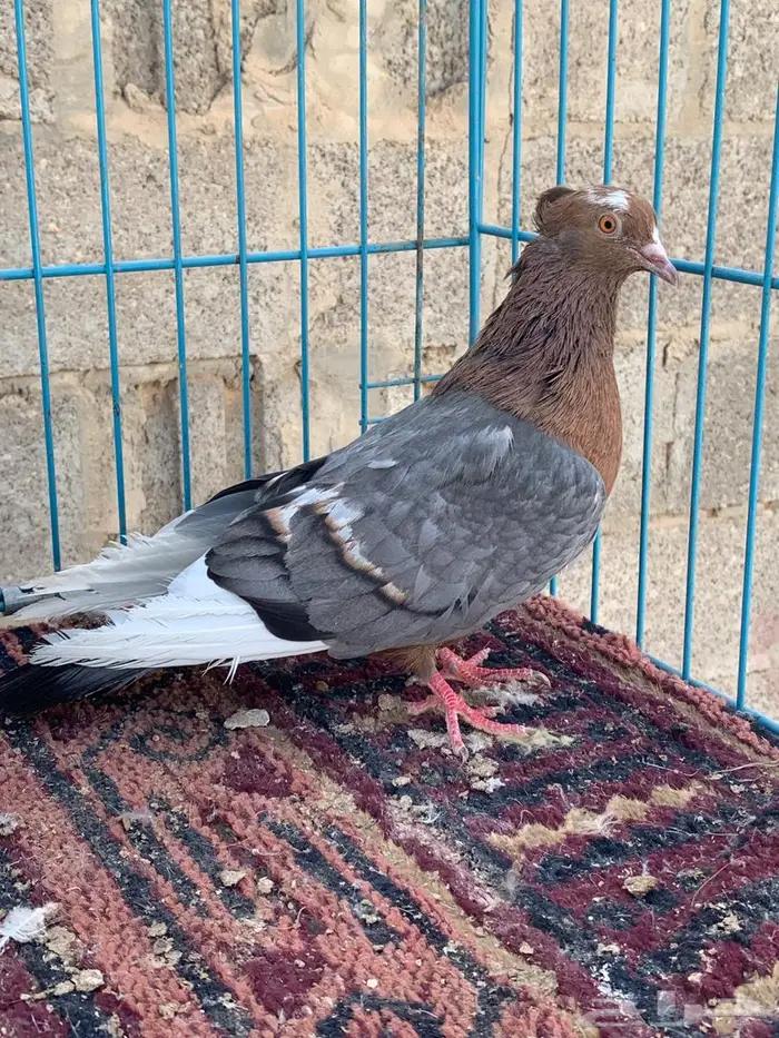 ارشنجل نوادر 1