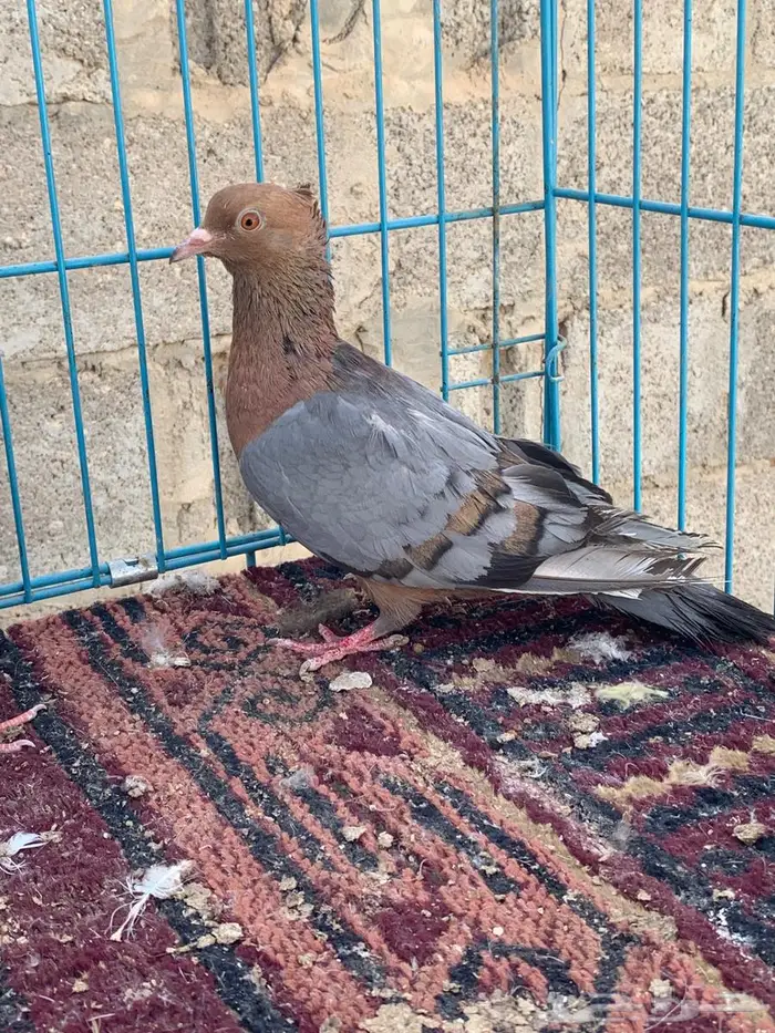 ارشنجل نوادر 2