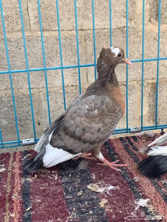 ارشنجل نوادر 3