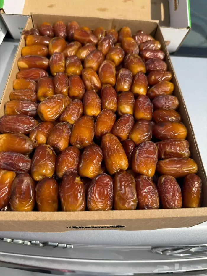 صقعي مطوق رقم 1 3