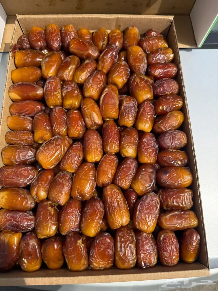 صقعي مطوق رقم 1 4