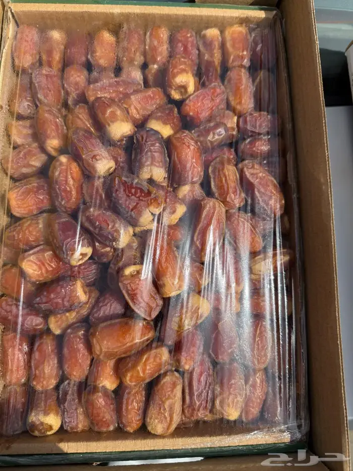 صقعي مطوق رقم 1 0