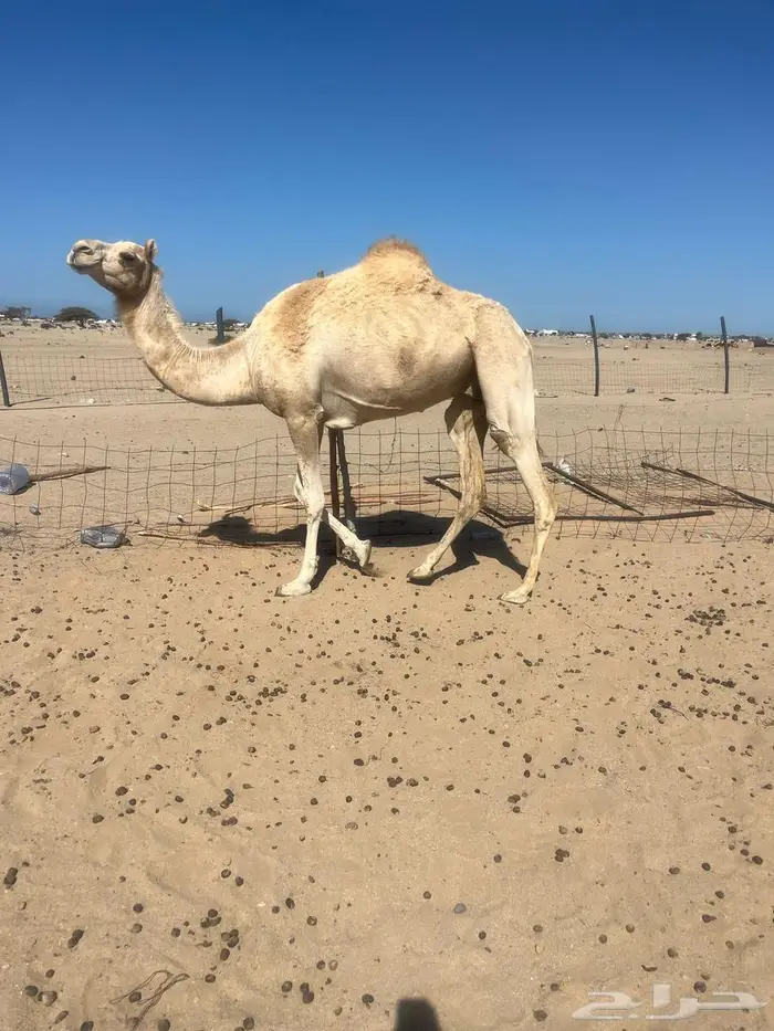 نياق حيل 0