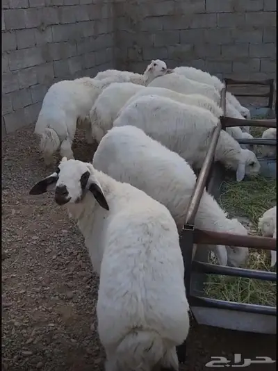 طليان حرية اضاحي وذبائح 2