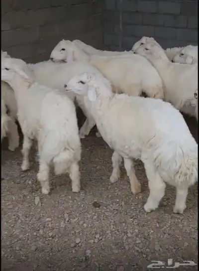 طليان حرية اضاحي وذبائح 0