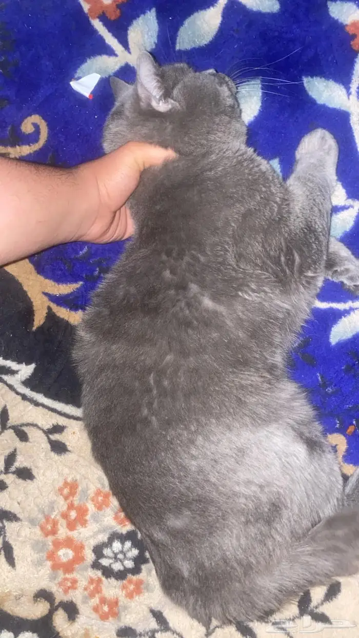 قط سكواتش ستريت شورت هير بريطاني 1