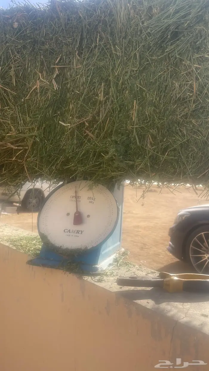 برسيم به شعرة خلط تمثل 5 ( تم البيع ( 1