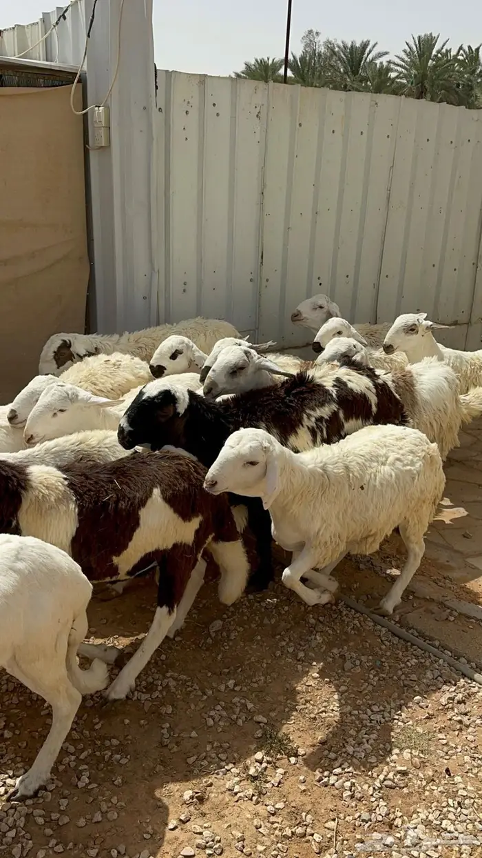 سواكني ربط فوق سته اشهر 3