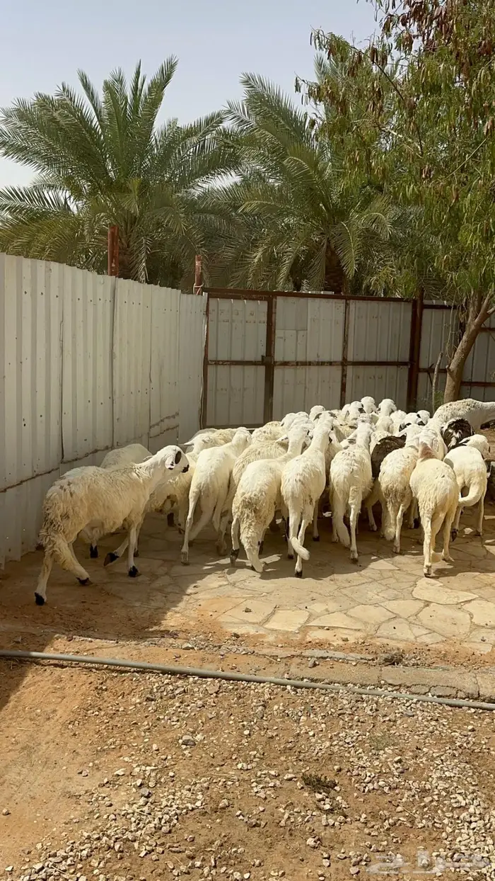 سواكني ربط فوق سته اشهر 2