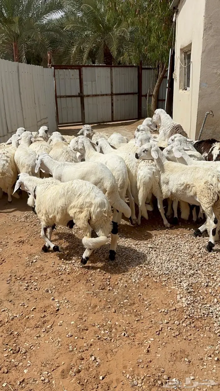 سواكني ربط فوق سته اشهر 6