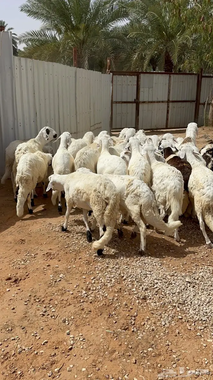 سواكني ربط فوق سته اشهر 9