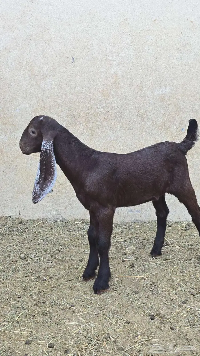 مشروع فحل فاخر جرم ولون 3