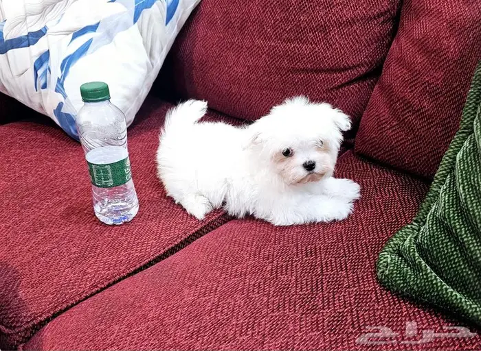 Small breeds toy size puppy available for sale 3