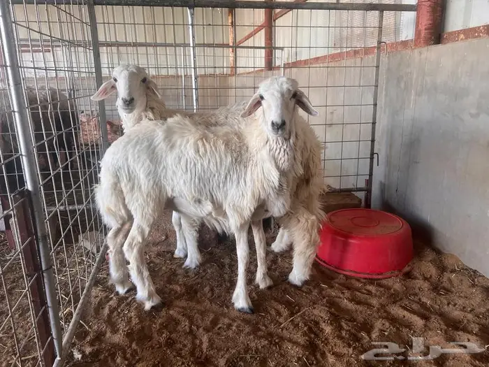 رخال جذعات 5