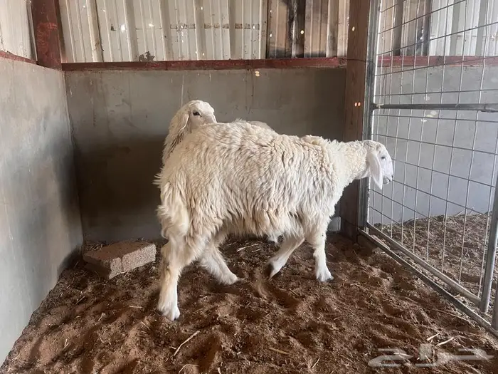 رخال جذعات 1