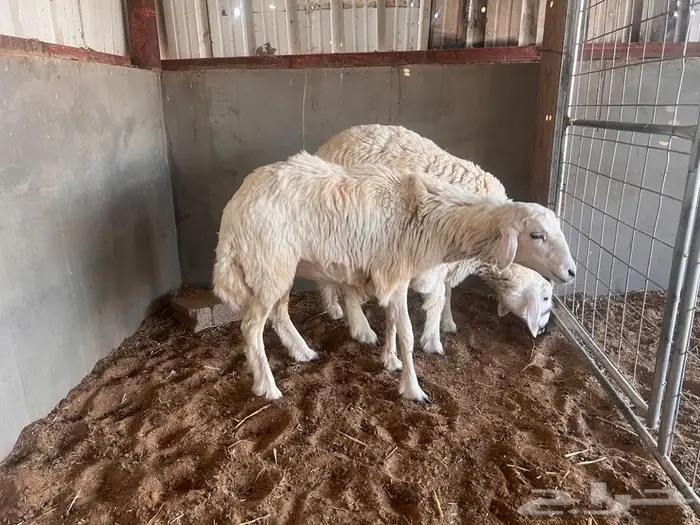 رخال جذعات 2