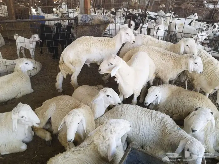 عقيقة حري مع الذبح والتقطيع والتوصيل ب 1600 ريال 10