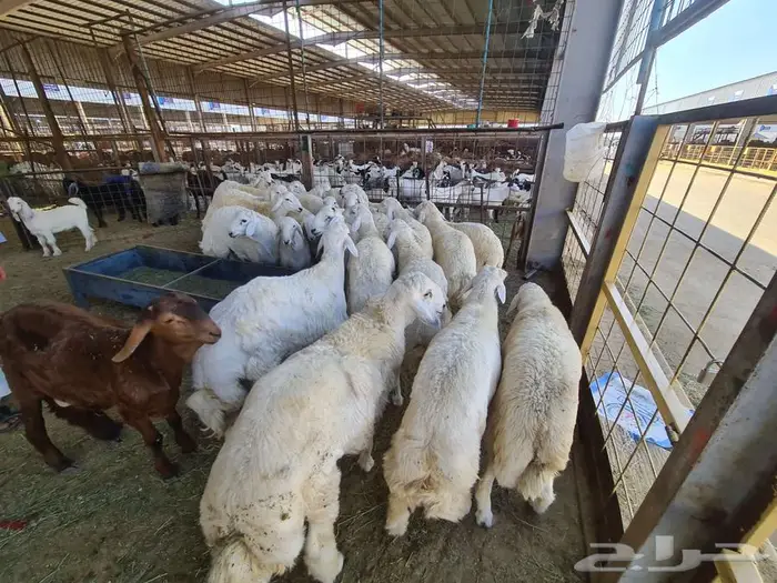 عقيقة حري مع الذبح والتقطيع والتوصيل ب 1600 ريال 2